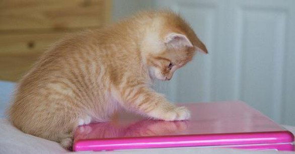 Светлана Кащенко