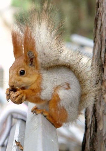 Svetlana Pechkina-Homenko