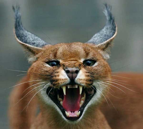 Юрий Самсонов