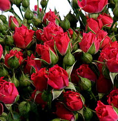 Юлия Лукашеева