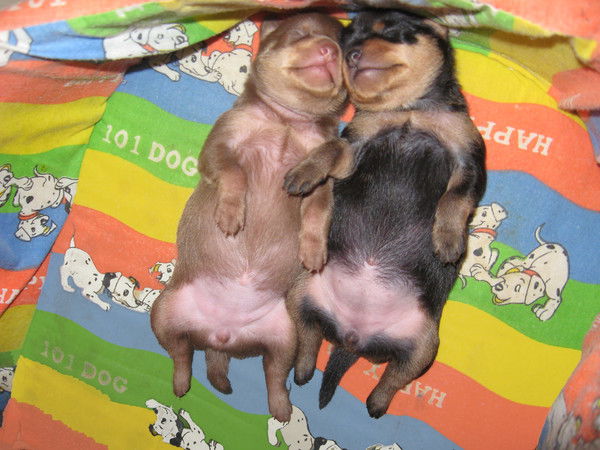 Елена Васильева