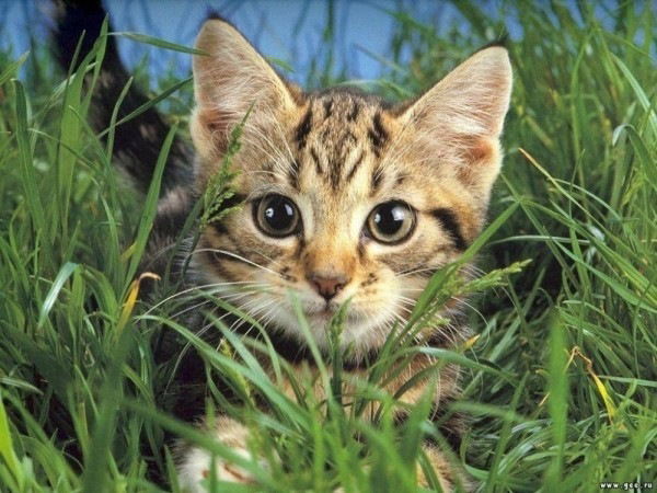 Кошка. Кошечка.