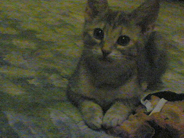 Сергей Дочкин