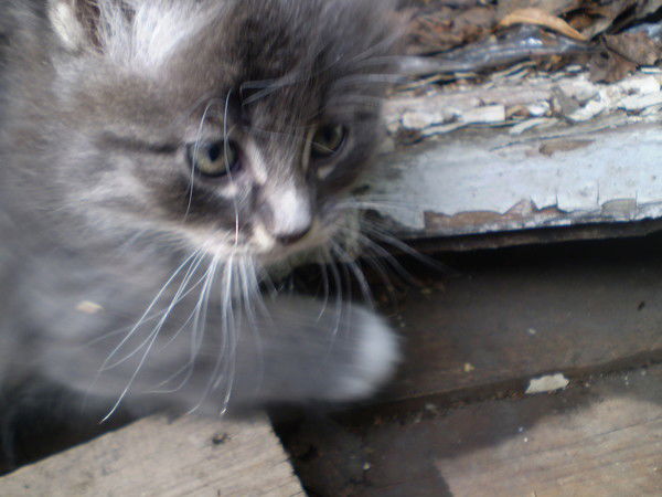 Светлана Иванова