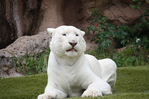 Natalja Matuskeviciene