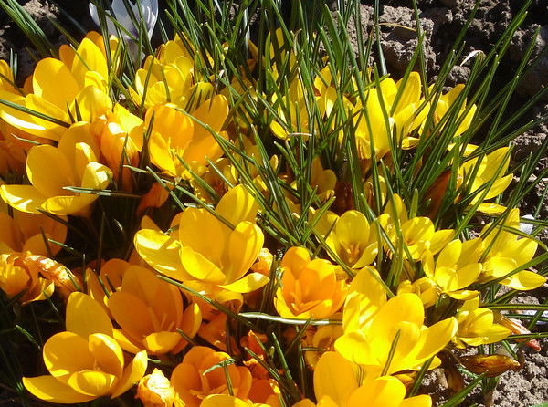 Людмила Стрелкова