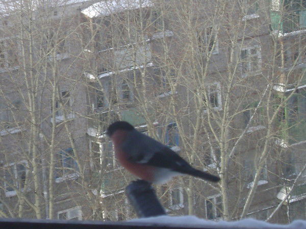 Виктор Пленков