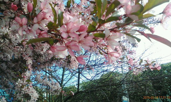 Алла Ковалева