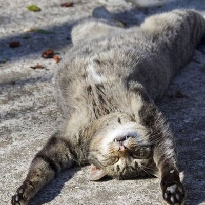 Иван Сорокин