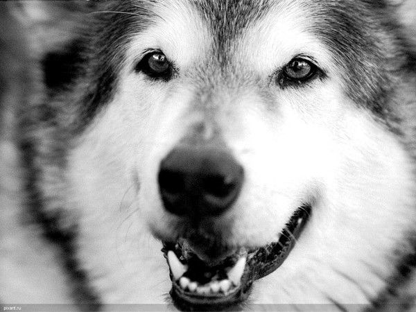 Артем Шалаев