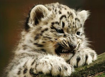 Сергей Блинов