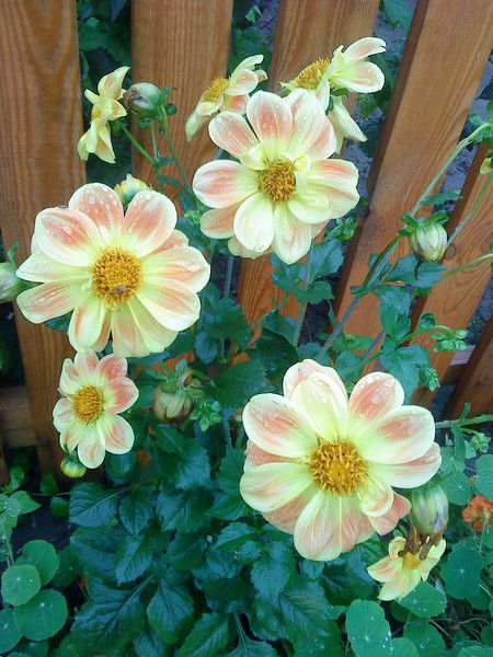 Маргарита Маргарита