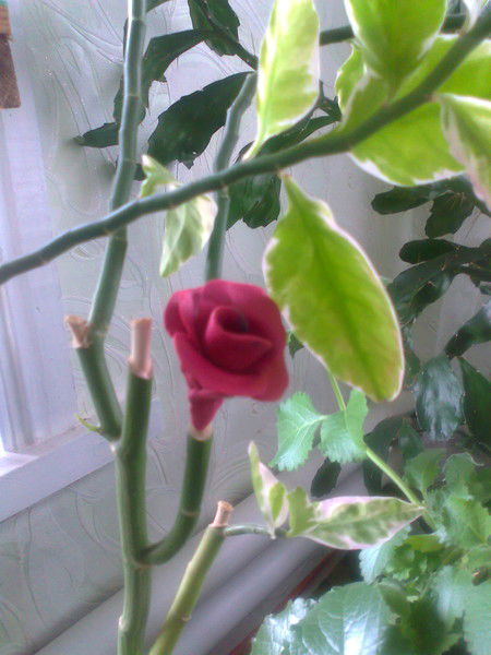 Похвистневское Управление Апк