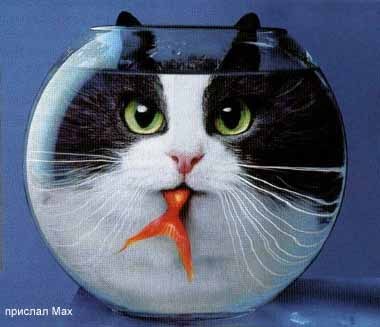 Серафима Пугач