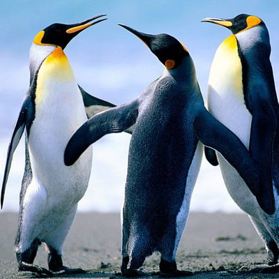 Диана Лаптейкина