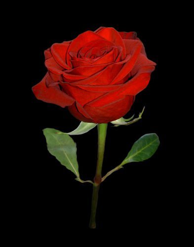 Анна Левинская