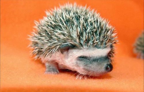 Павел Аганин