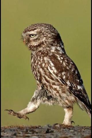 Сергей Гусев