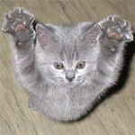 Никита Cоловьёв