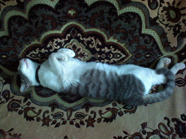 Иван Кошкин