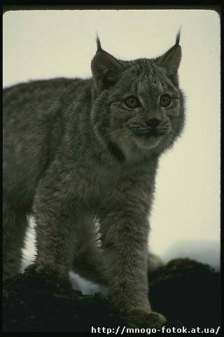 Валеръян Немараев