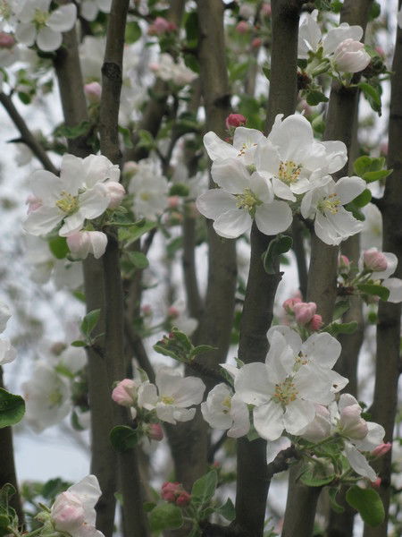 Клавдия Пикуш