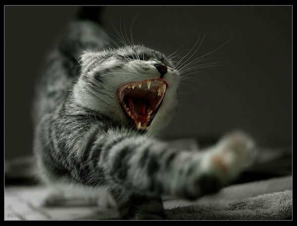 Игорь Дудин