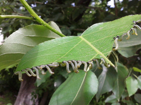 Шамиль Малюков