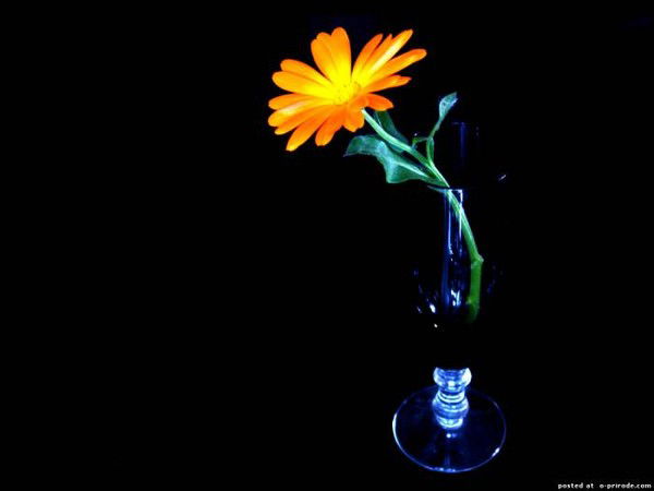 Алла Вельченко