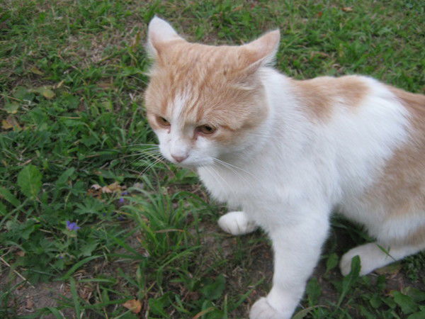 Светлана Кротова