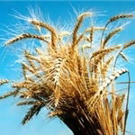 Зао Центральное