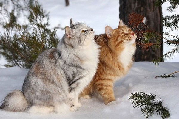 Виталий Петрович