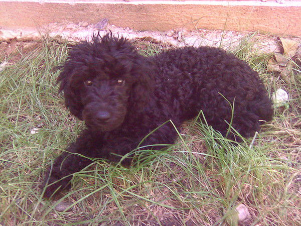 Алексей Шамин