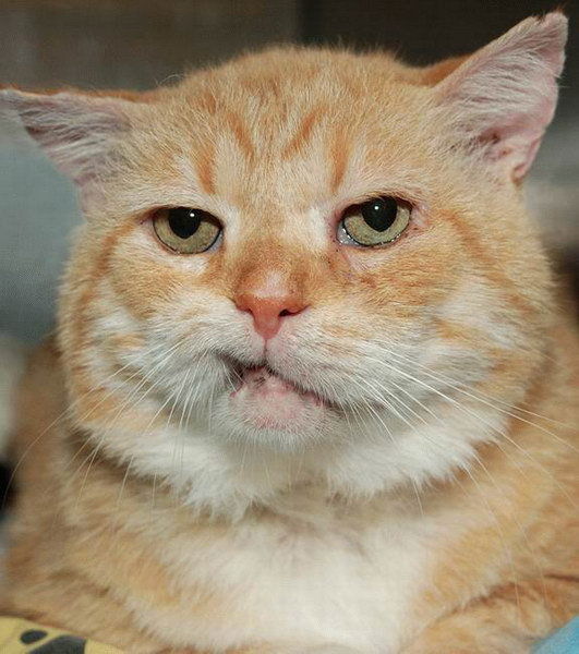 Александр Мяус