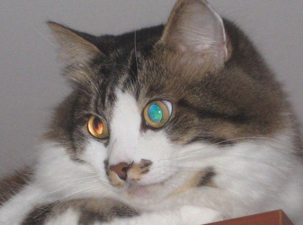 Елена Гончарова