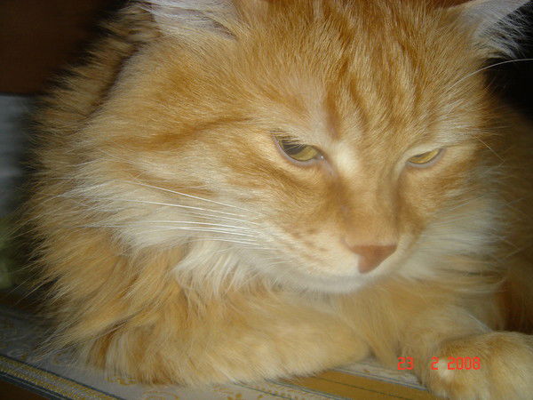 Галина Музыка