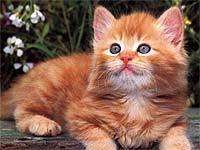 Елена Блюменфельд