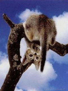 Саша Баторова