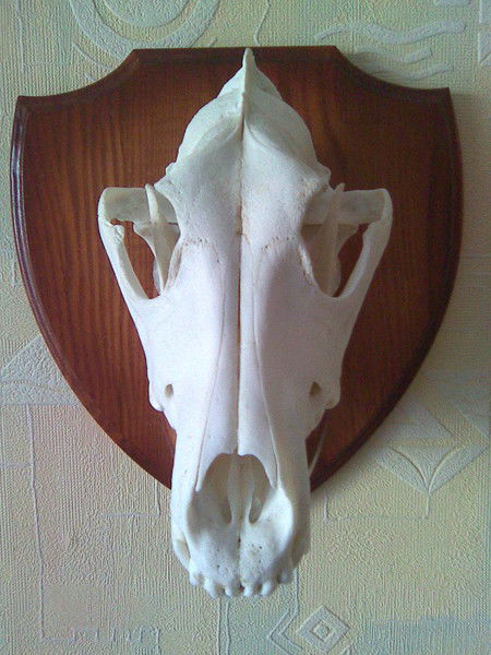 Антон Полоник