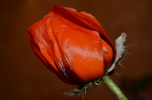 Юлия Шалаева