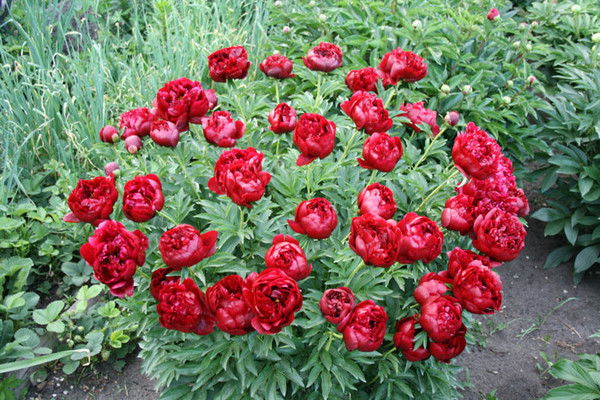 Любовь Меркотан