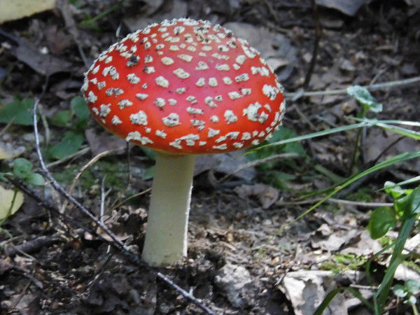 Ольга Стеснова