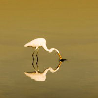 Адильбек Алирзаев