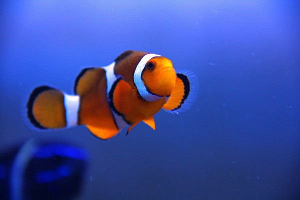 Аква Премиум