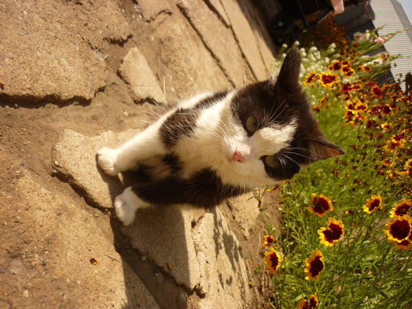 Светлана Ротарь