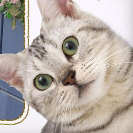 Елена Василенко