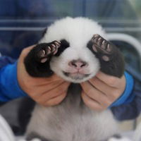 Александр Шкарубин