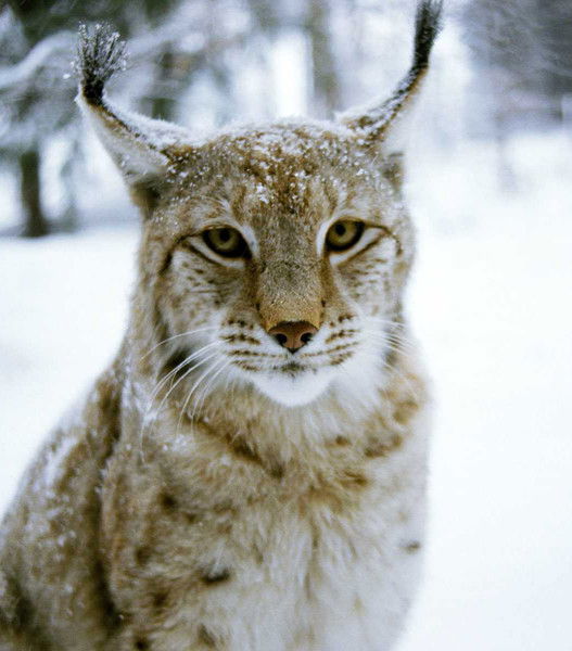 Георгий Новиков