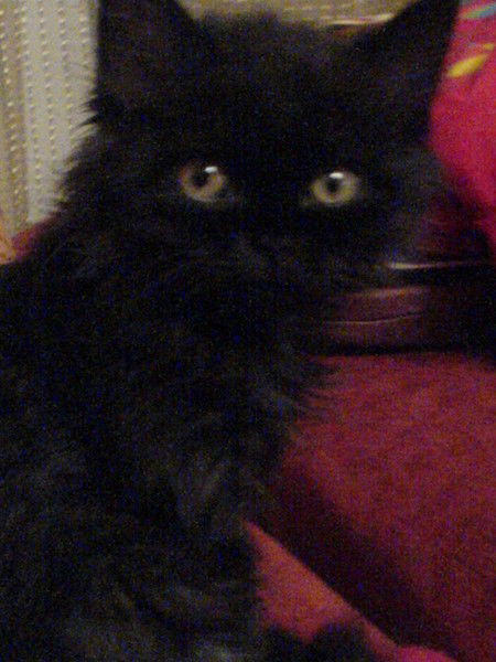 Игорь Меймер