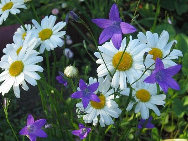 Лилия Господарысько